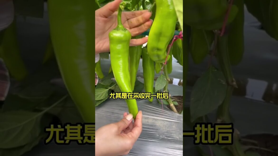 Beautiful Nature Garden Plan Natural life Style Beautiful landscapes Beautiful Nature Garden Plan Natural life Style Beautiful landscapes