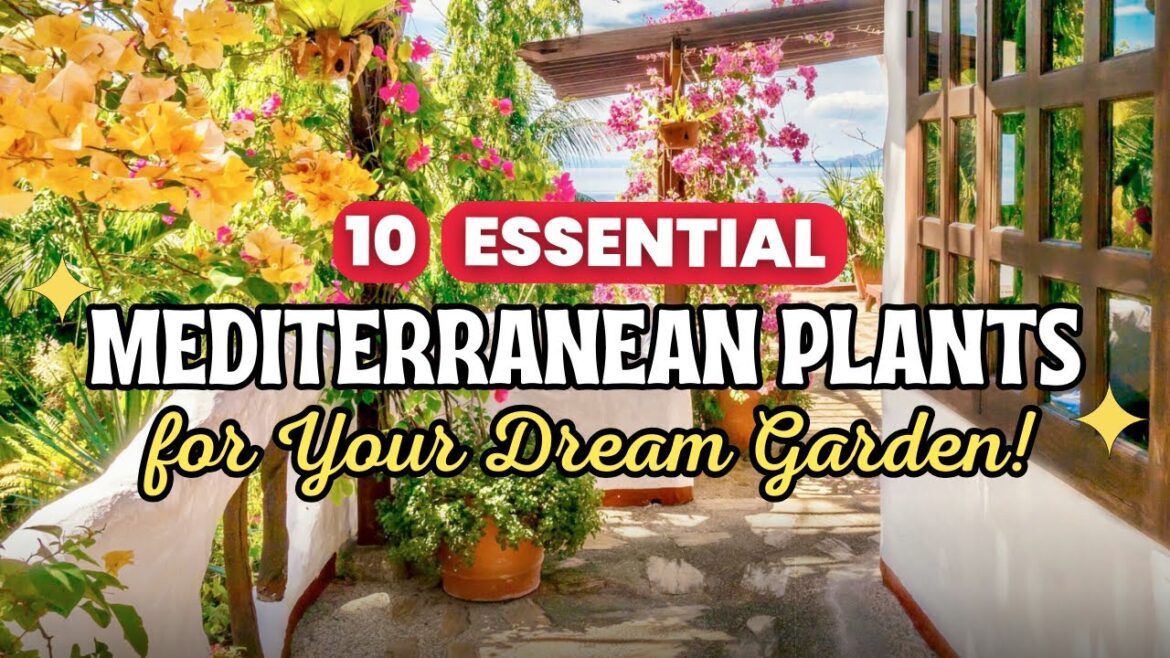 10 Essential Mediterranean Plants for Your Dream Garden! βοΈποΈ 10 Essential Mediterranean Plants for Your Dream Garden! βοΈποΈ