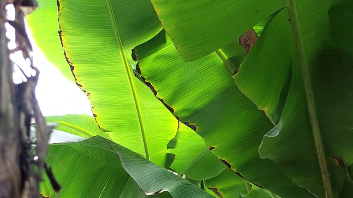 Edible Garden Design: Blending Beauty and Clean Nutrition