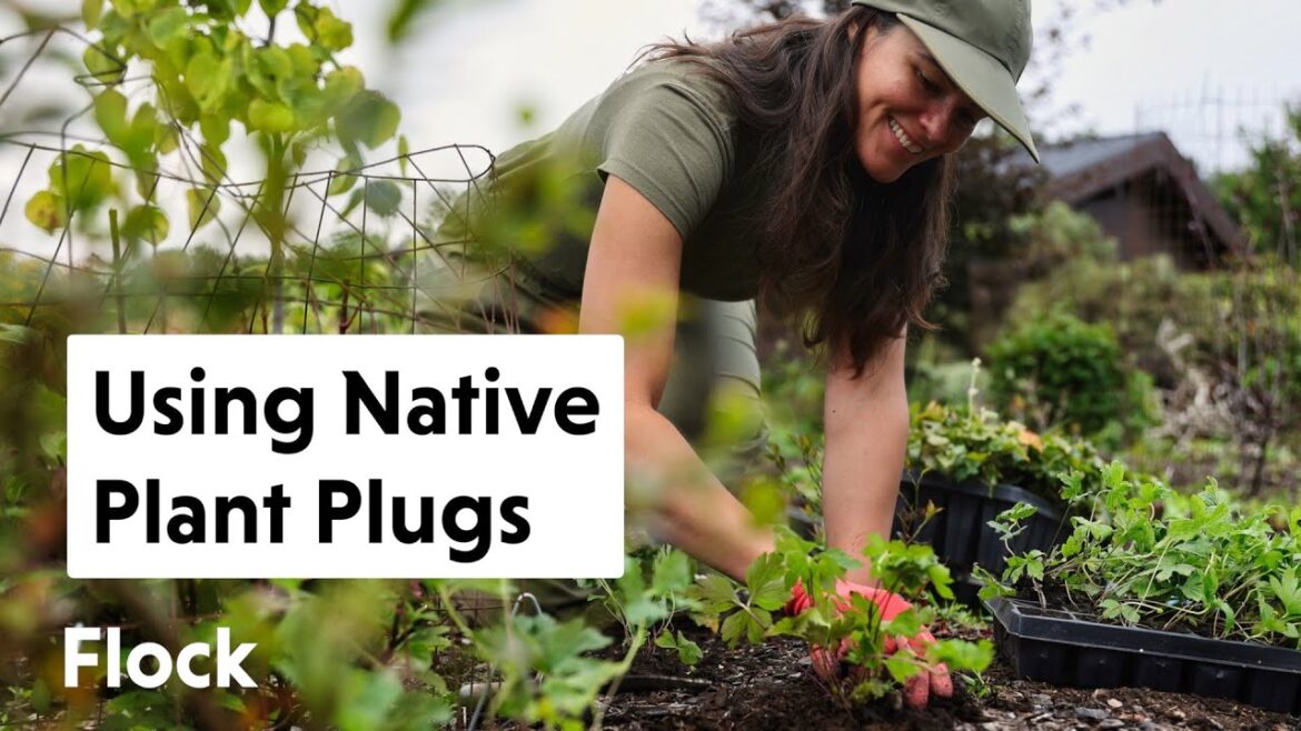All About NATIVE PLANT PLUGS — Ep. 202