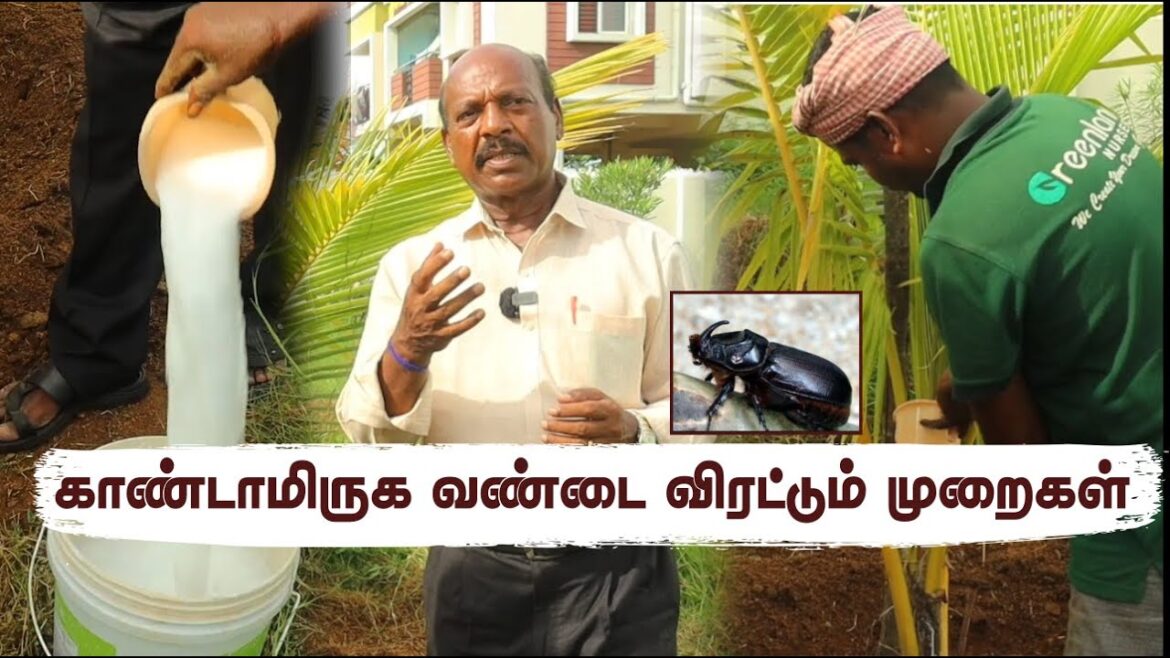 செடிகளில் வரும் காண்டாமிருக வண்டு – அழிக்கும் விதிமுறைகள் | How to Keep Rhinoceros Beetles at Bay செடிகளில் வரும் காண்டாமிருக வண்டு - அழிக்கும் விதிமுறைகள் | How to Keep Rhinoceros Beetles at Bay