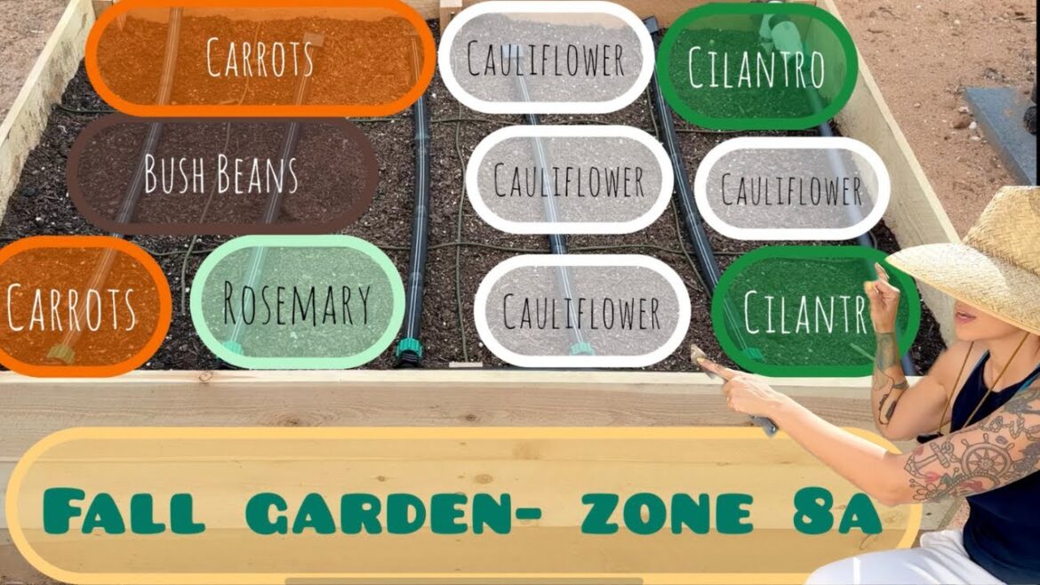 Zone 8a Filling Raised Bed and Sowing Fall Seeds in El Paso, JOIN ME! Zone 8a Filling Raised Bed and Sowing Fall Seeds in El Paso, JOIN ME!