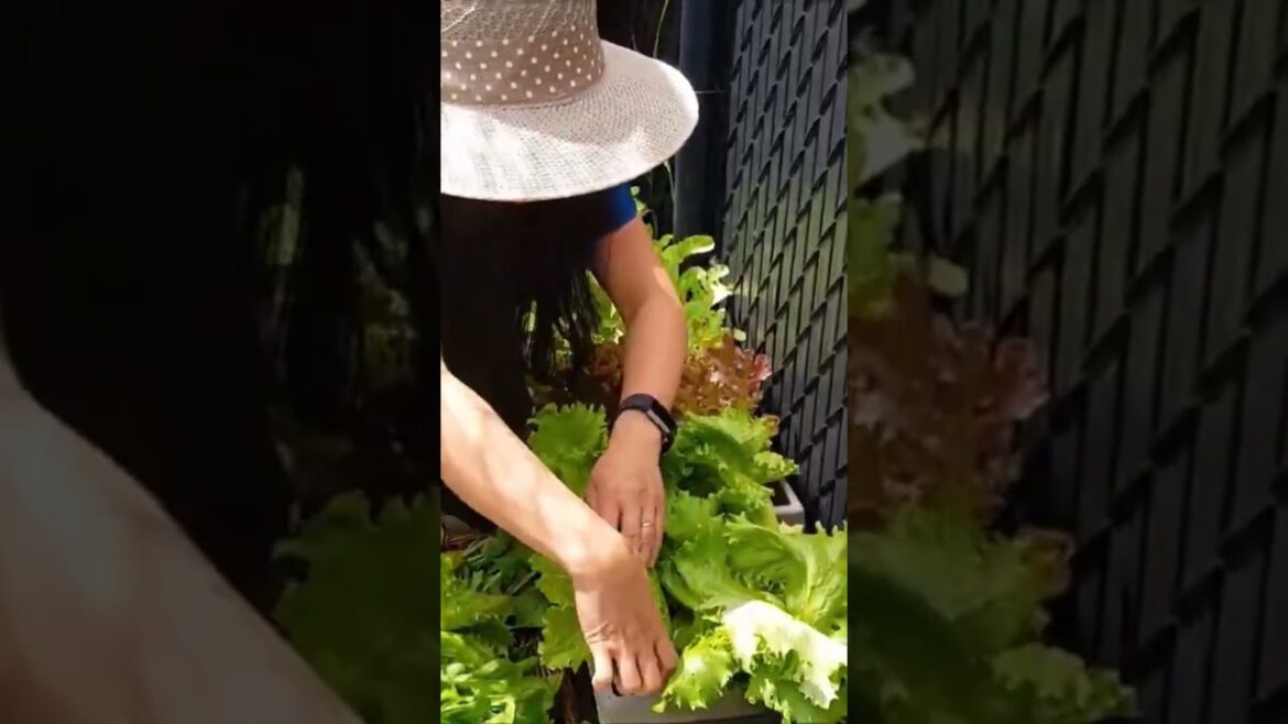SATISFYING HARVEST FROM CONTAINER GARDENING!!! #shorts #shortsvideo #shortsfeed #gardening #short