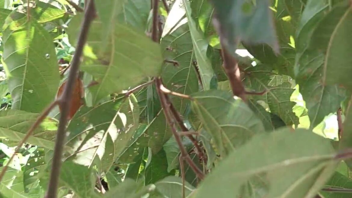 Clean Garden Design: Creating a Sustainable Paradise