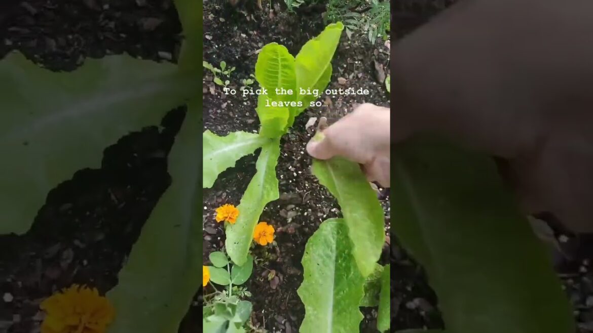 Home Gardening Tips - The BEST Ways To Harvest Lettuce