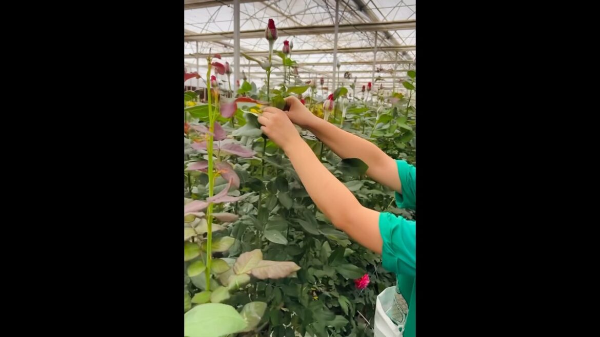 Rose plant care 🌹🌱😍|| #redrose care #hacks #gardeningtips #trending #viral #shorts by Rukhsan