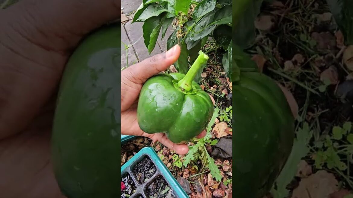 How to grow Vegetables |Vegetable Garden Updates #11| Garden Ideas| Pumpkin,Sweet Pepper, Tomato,