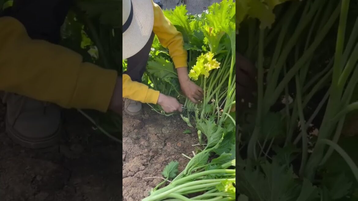 Beautiful Nature Garden Plan Natural life Style Beautiful landscapes