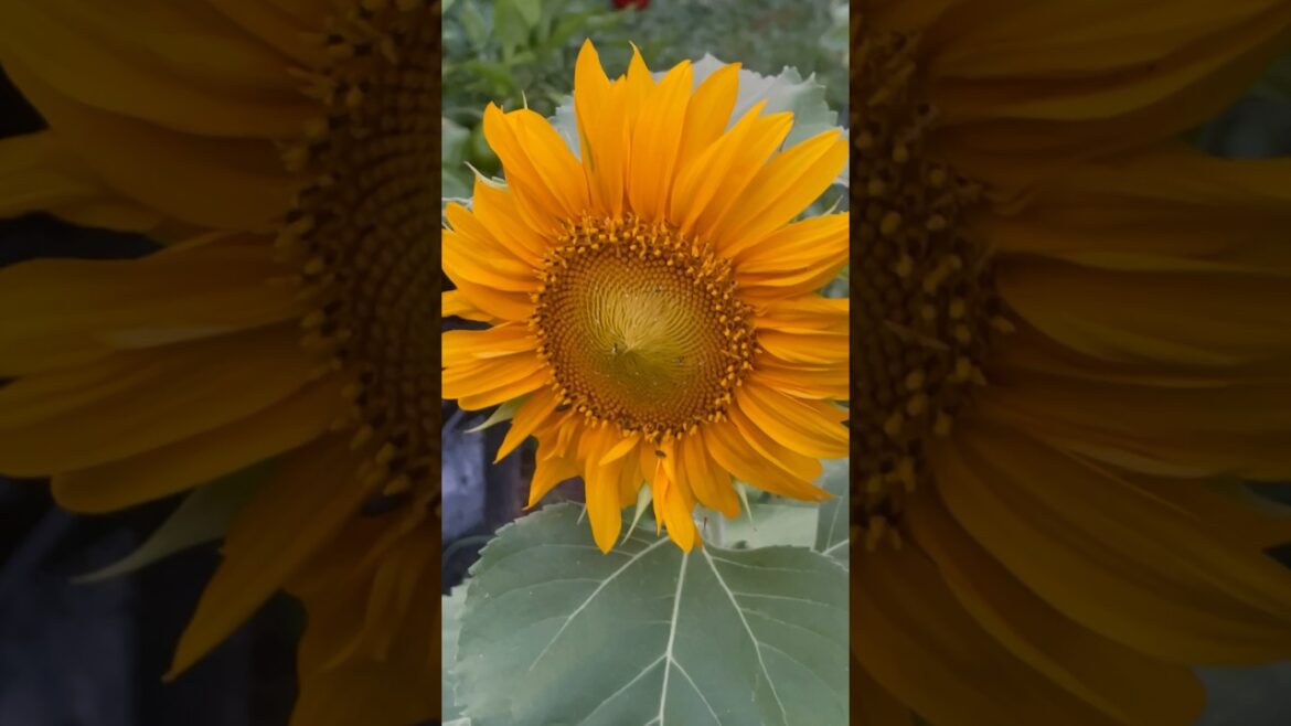 Sunflowers in the setting sun 🌻 Beautiful Backyard Garden Update #shorts Sunflowers in the setting sun 🌻 Beautiful Backyard Garden Update #shorts