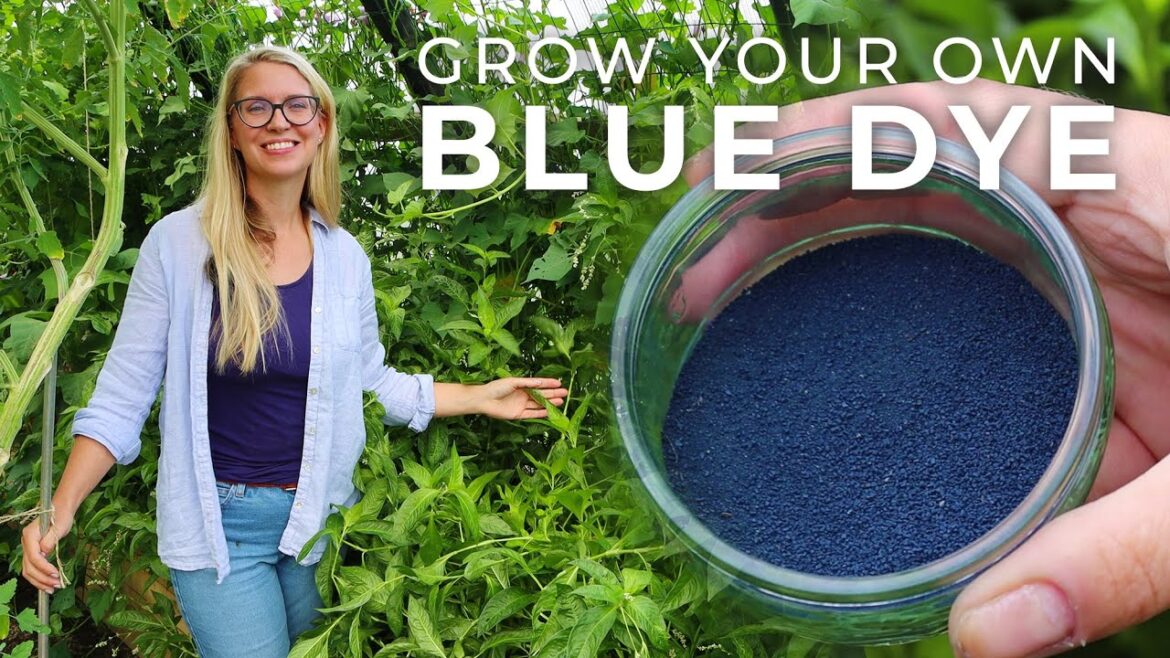 How to Grow Indigo Plants & Process It into Blue Dye How to Grow Indigo Plants & Process It into Blue Dye