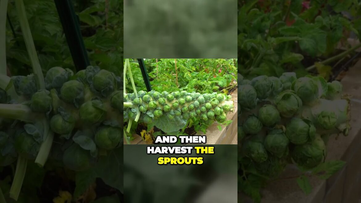 California Gardening: Unlock Brussels Sprouts: Harvesting for Flavor & Nutrition | Shorts Unlock Brussels Sprouts: Harvesting for Flavor & Nutrition | Shorts