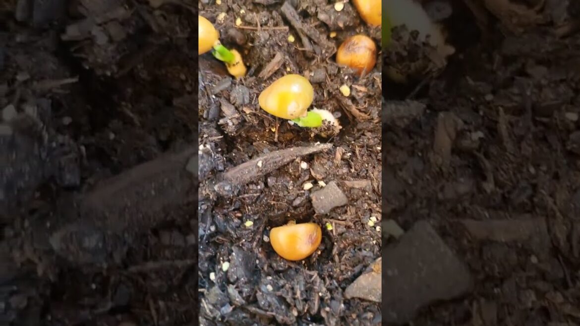 what is this seedling?  can you guess?