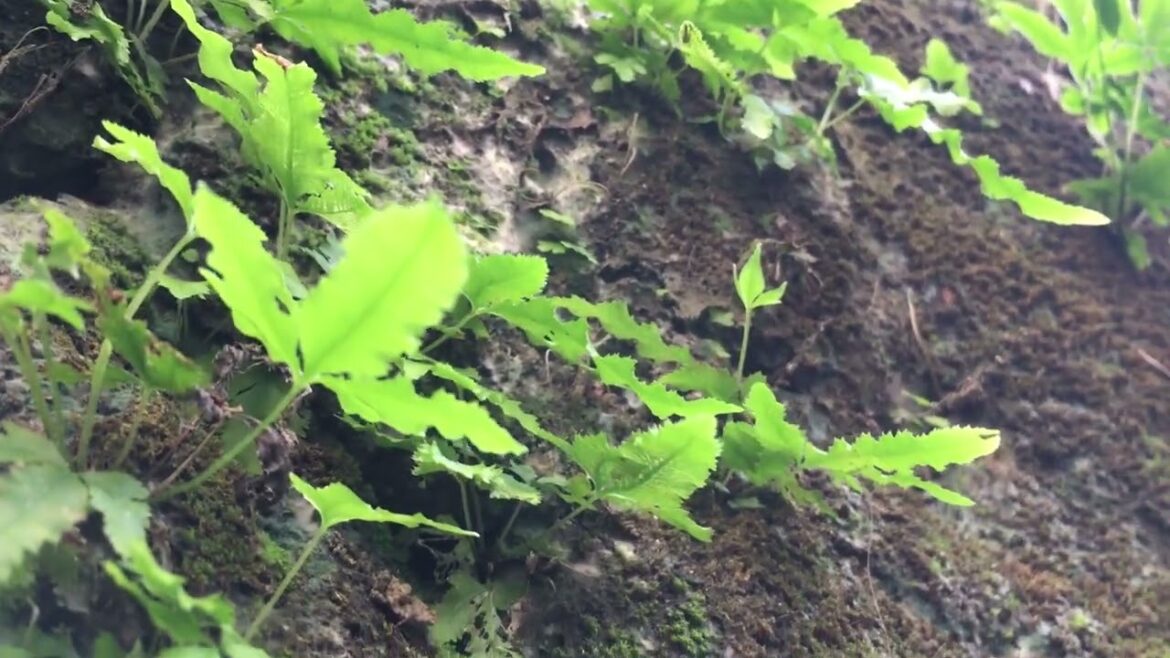 Balcony Gardens: Small-Space Clean Gardening