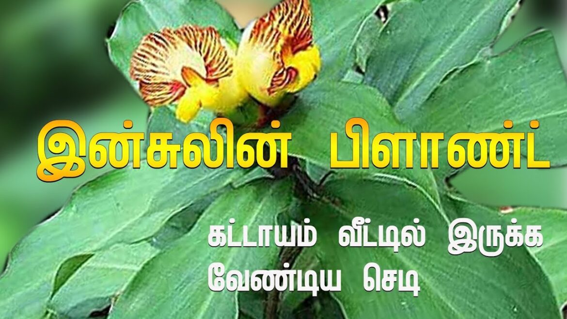 இன்சுலின் செடி #insulinplant #garden #tips #plant #germination #growth #herbs #soil #tamil #shorts