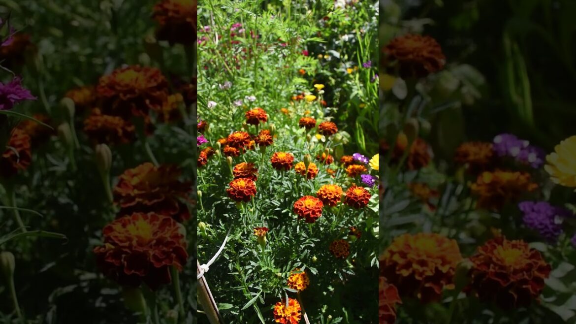 French Marigold Synopsis  #sciencefacts #gardening #flowers French Marigold Synopsis  #sciencefacts #gardening #flowers
