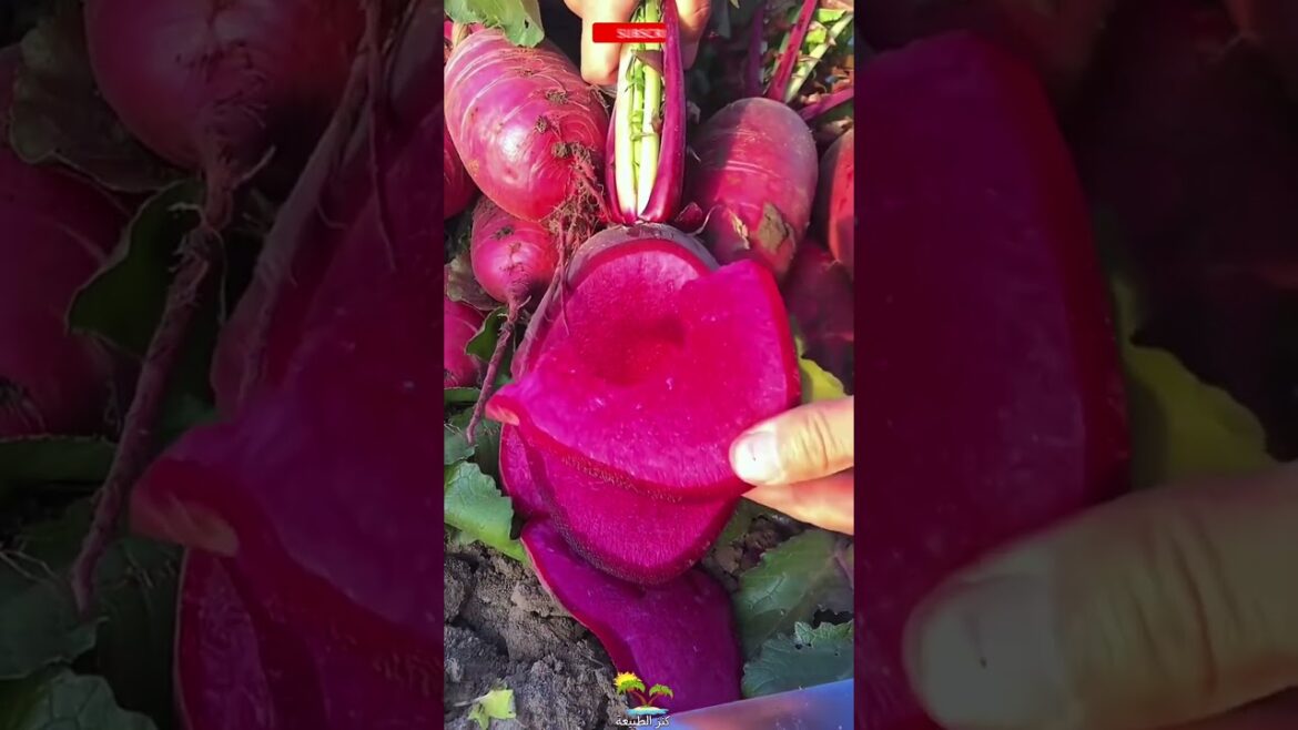 Farm fresh ninja fruit cutting!! #149 #shorts #shortsfeed #short #viral #vegetables #fruits 🥝🍓🍎🍒🍐🍉
