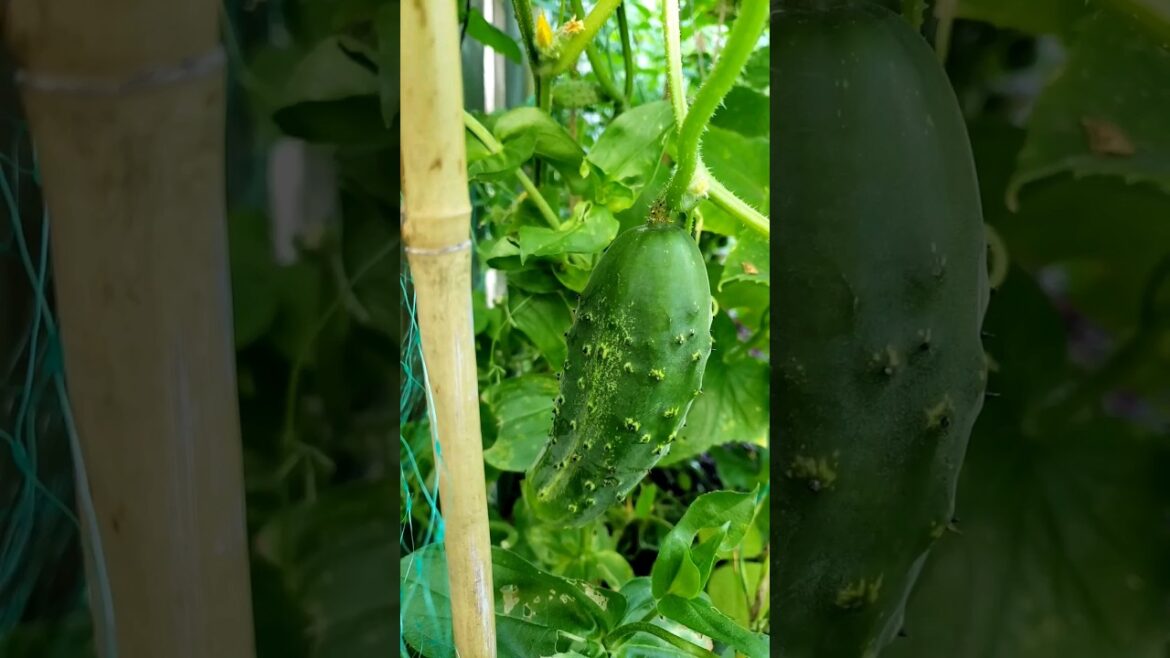 Fresh Garden Vegetables #vegetablegardening