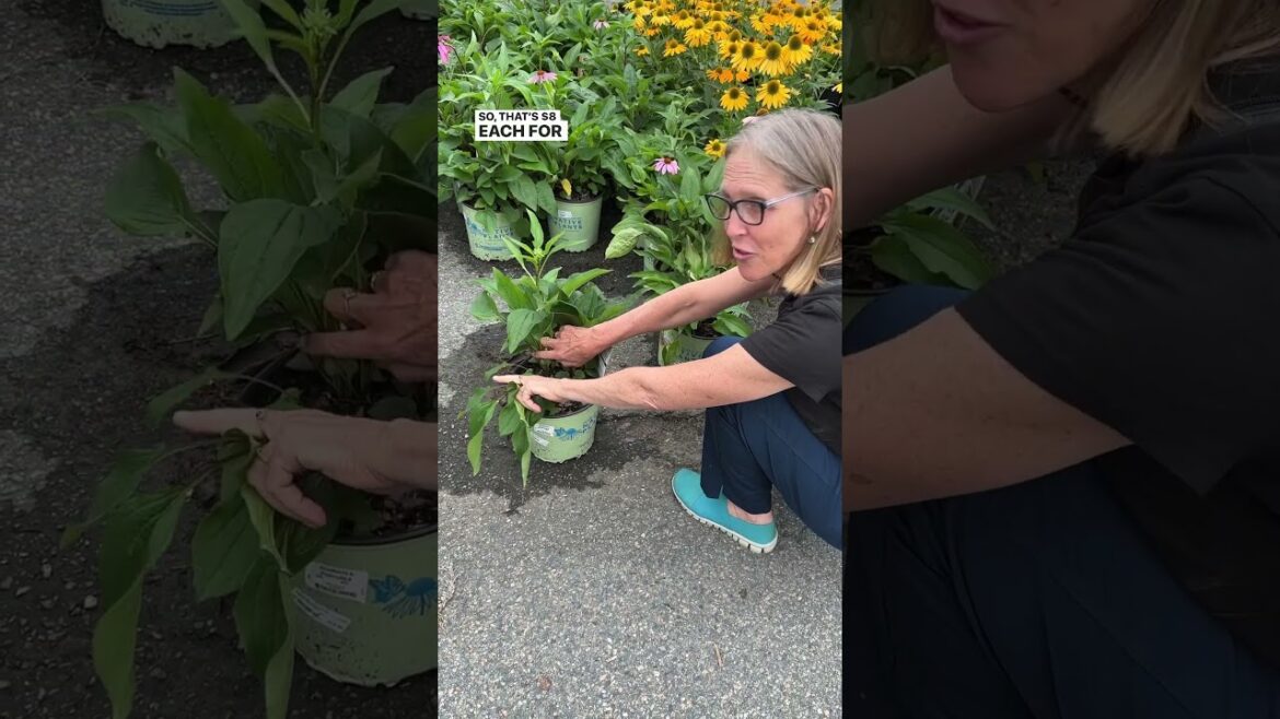 How To Save Money On Plants👍 How To Save Money On Plants👍