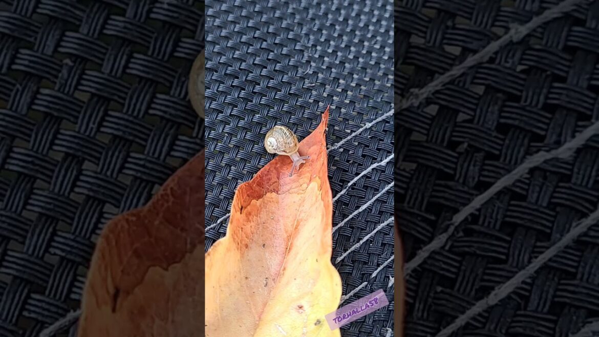 backyard critter