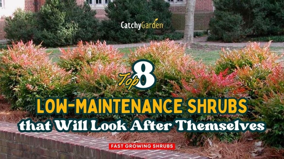 Top 8 Low Maintenance Shrubs That Will Look After Themselves ☘️🌸🍁 // Gardening Ideas