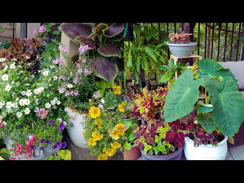 Inspiring Container Garden Tour ๐ฟfor Sun & Shade in Early August ๐ผ๐ธ zone 4 Minnesota ๐ป Inspiring Container Garden Tour ๐ฟfor Sun & Shade in Early August ๐ผ๐ธ zone 4 Minnesota ๐ป