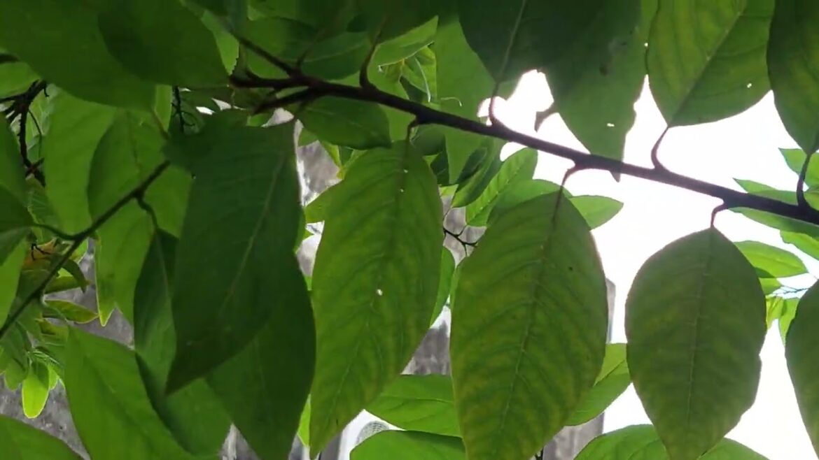 Zero-Waste Gardening: Minimizing Environmental Impact