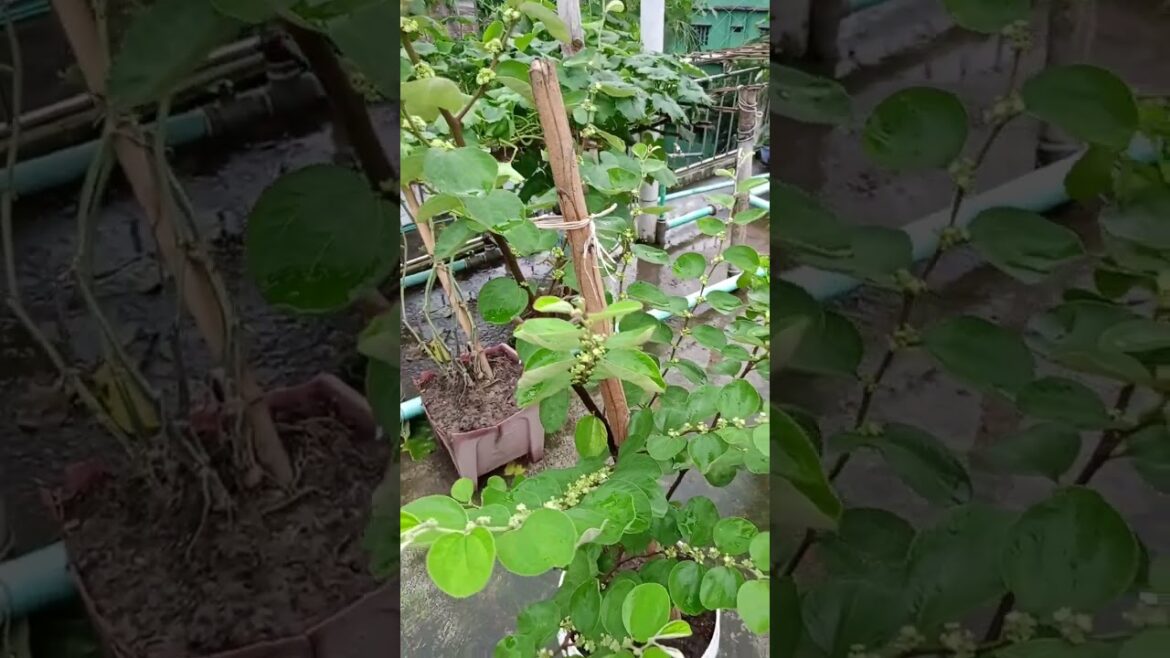 |Ultra Low-Maintenance Garden | Growing a Vegetable Garden |