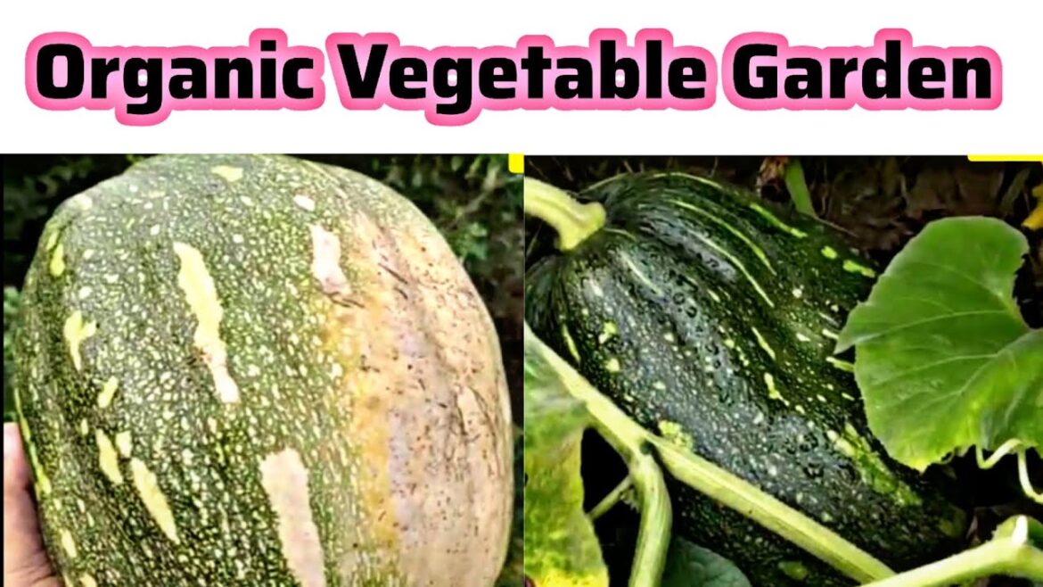Fruit And Vegetables Garden | Fruit and vegetables garden ideas | باغ میں اورگینک پھل اور سبزیاں Fruit And Vegetables Garden | Fruit and vegetables garden ideas | باغ میں اورگینک پھل اور سبزیاں