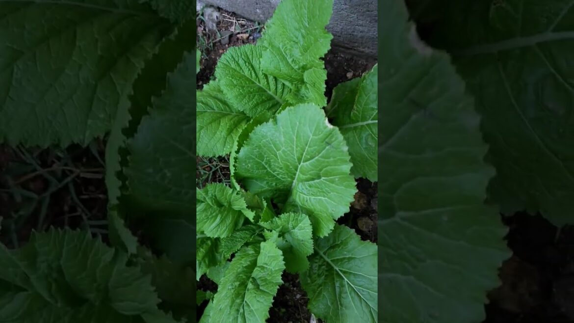 I have turned my backyard into a garden#gardening#shortsfeed#viral#viralshort#shortsvideo#shorts