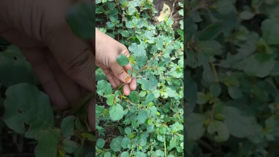 சாரணை கீரை/ மூக்கிராட்டை #spinach #garden #plant #tips #germination #growth #grow #shorts #tamil