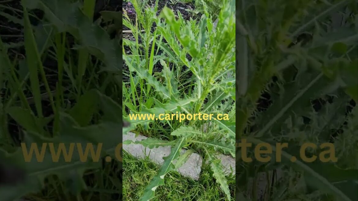 Garden with weeds, Canada thistle vegetative tillers, dandelions before GARDEN DESIGN #shorts