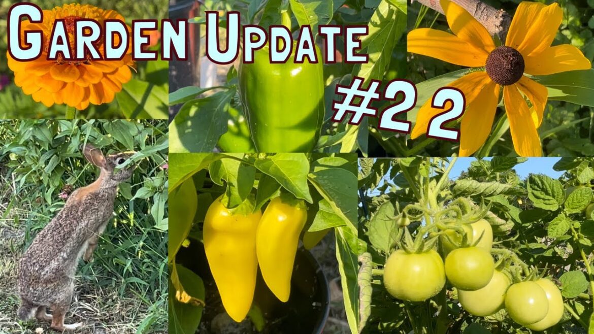 Garden Update Tour: Zinnias, Sunflowers, Peppers, and Tomatoes! π
 Garden Update Tour: Zinnias, Sunflowers, Peppers, and Tomatoes! π
