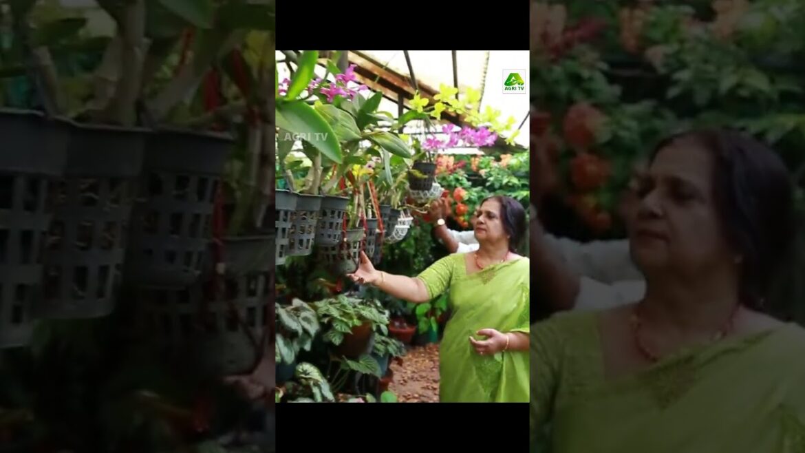 ഇങ്ങനെ വേണം ഗാർഡൻ ഒരുക്കാൻ.. റിട്ടയർമെന്റ് ലൈഫ് പൂക്കളോടും ചെടികളോടൊപ്പം ആസ്വദിക്കുകയാണ് ഈ ദമ്പതികൾ ഇങ്ങനെ വേണം ഗാർഡൻ ഒരുക്കാൻ.. റിട്ടയർമെന്റ് ലൈഫ് പൂക്കളോടും ചെടികളോടൊപ്പം ആസ്വദിക്കുകയാണ് ഈ ദമ്പതികൾ