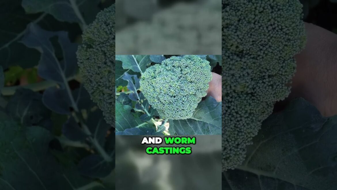 Fall Broccoli Harvest: Expert Tips for Perfect Florets | Shorts