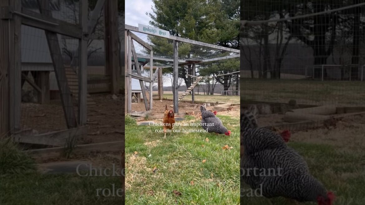 Chickens play an important role on our homestead! #homesteading Chickens play an important role on our homestead! #homesteading