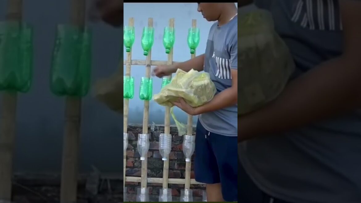 Vegetable Gardening in Old Walls and Paint Cans #tranding #viral