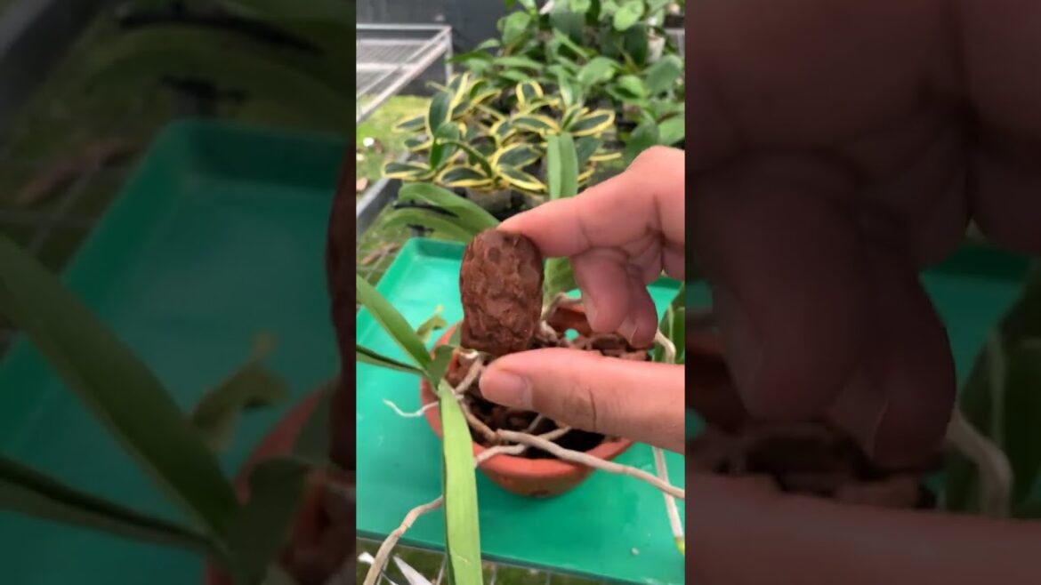 Easily have a beautiful orchid garden with this planting method #tips #gardening