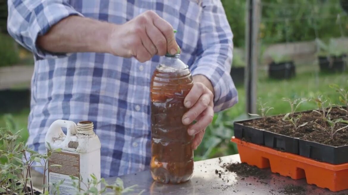 Potting Up My Big Malaka Tomatoes