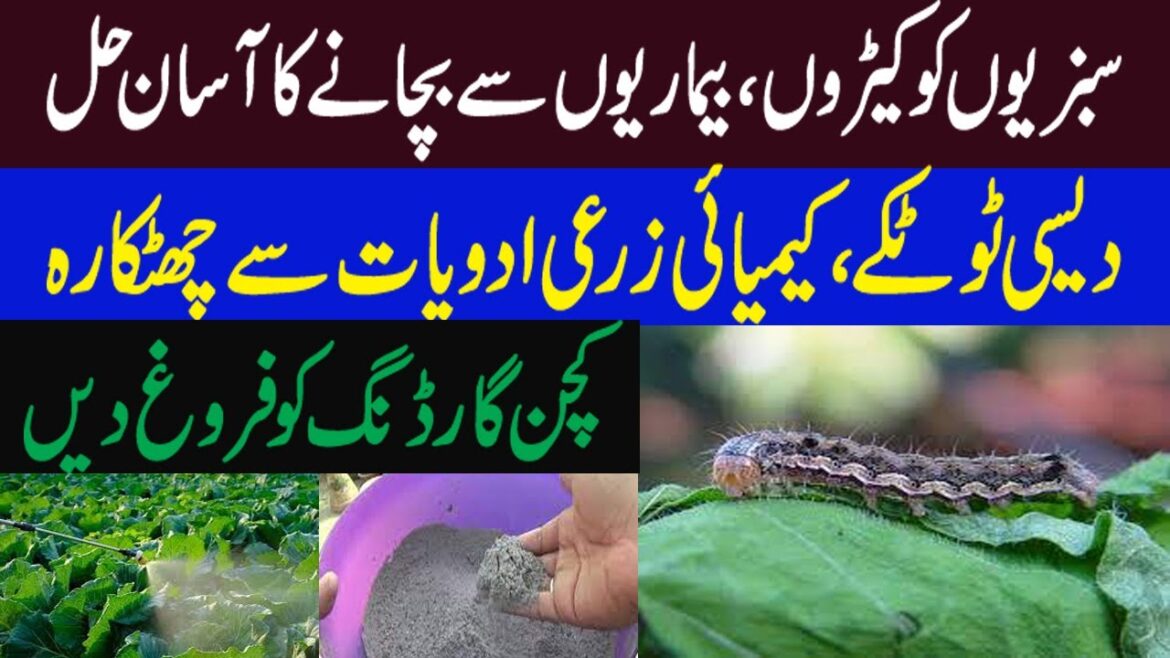 Natural Insecticides for a Vegetable Garden | Kitchen Gardening In Pakistan | Natural Insecticides for a Vegetable Garden | Kitchen Gardening In Pakistan |