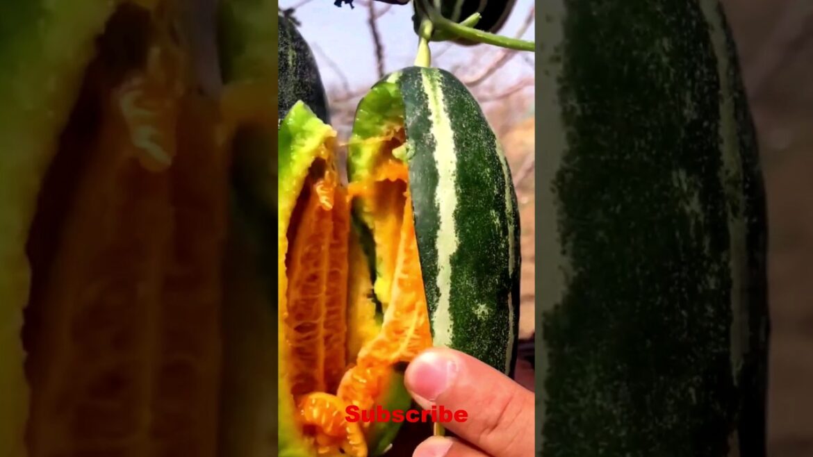 Enjoy Beautiful Nature With Rural Life # 156 oddly satisfying fresh fruit #shorts #farming #fruit