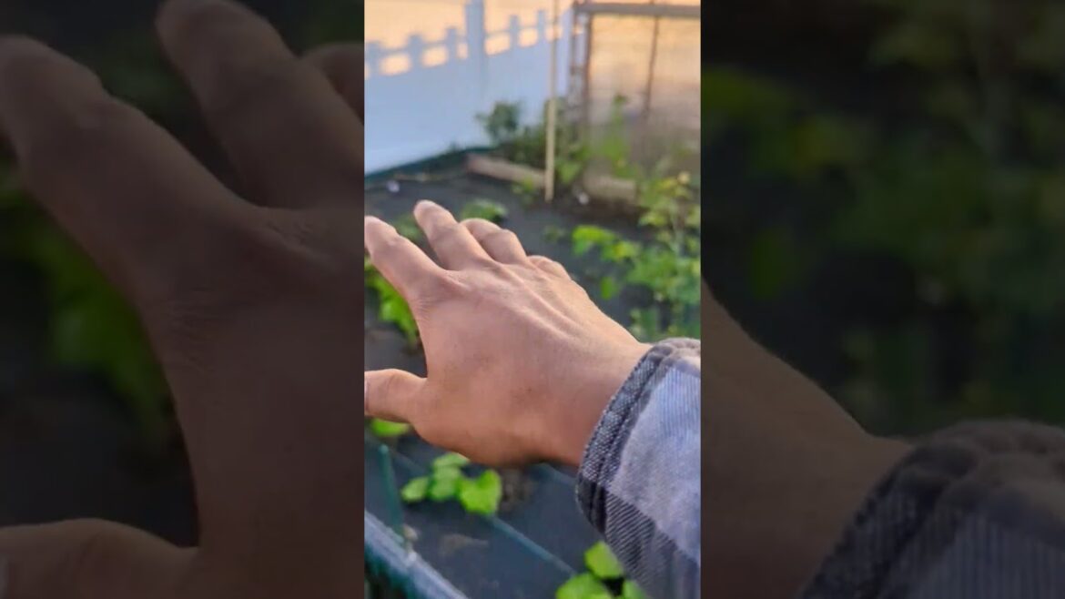 I keep expanding my Backyard Garden !! ๐๐ฑ #gardening #garden #viral I keep expanding my Backyard Garden !! ๐๐ฑ #gardening #garden #viral