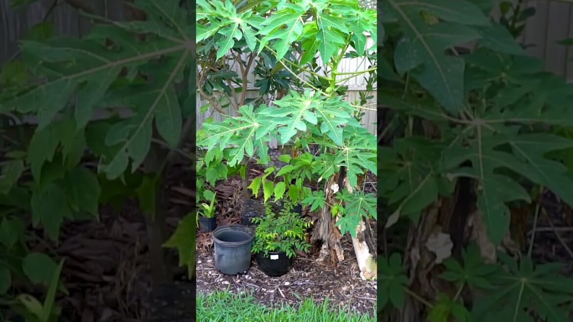 My Employee’s EPIC Edible Backyard Landscape! Part 2 #fruittrees #foodforest #garden #permaculture My Employee's EPIC Edible Backyard Landscape! Part 2 #fruittrees #foodforest #garden #permaculture