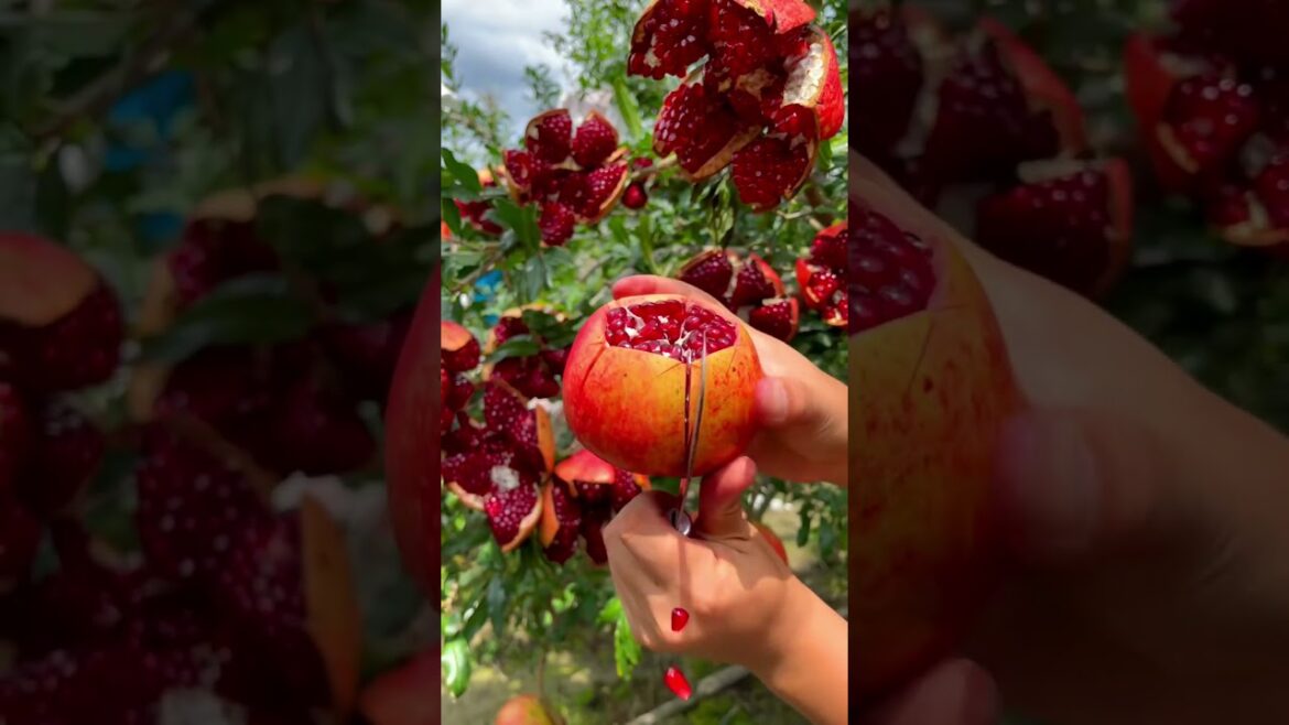 Pomegranates cutting tips! #fruitgarden #harvesting #satisfying Pomegranates cutting tips! #fruitgarden #harvesting #satisfying