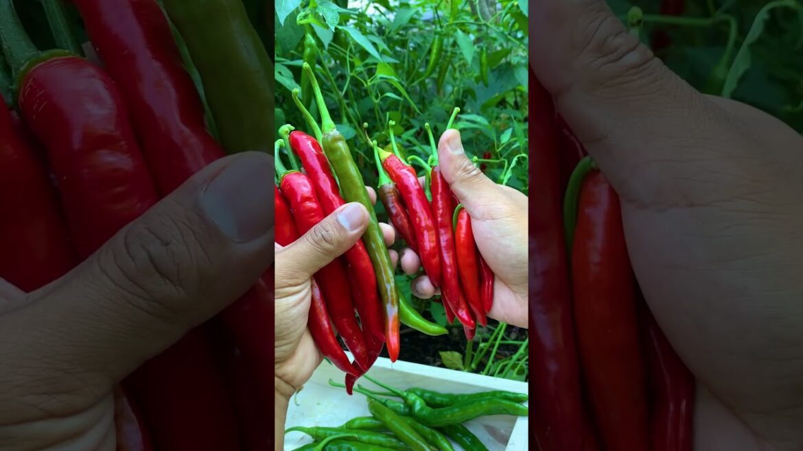 There are many things you can do with chili such as kimchi or make your own piri piri sauce.