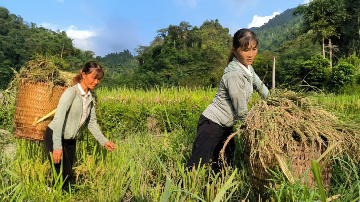 Go harvest rice to get money to buy some extra supplies at the farm ,Clean up around the house