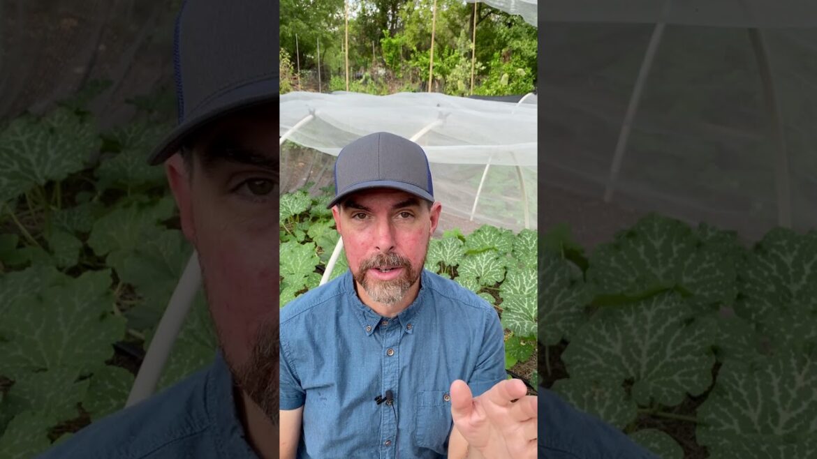 FALL GARDENING TIPS FOR GROWING SQUASH