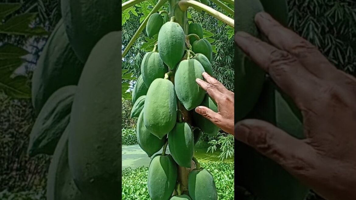 घर के कचड़े से उगाए 100% Organic पपीता | Homemade Fertilizer | Gardening