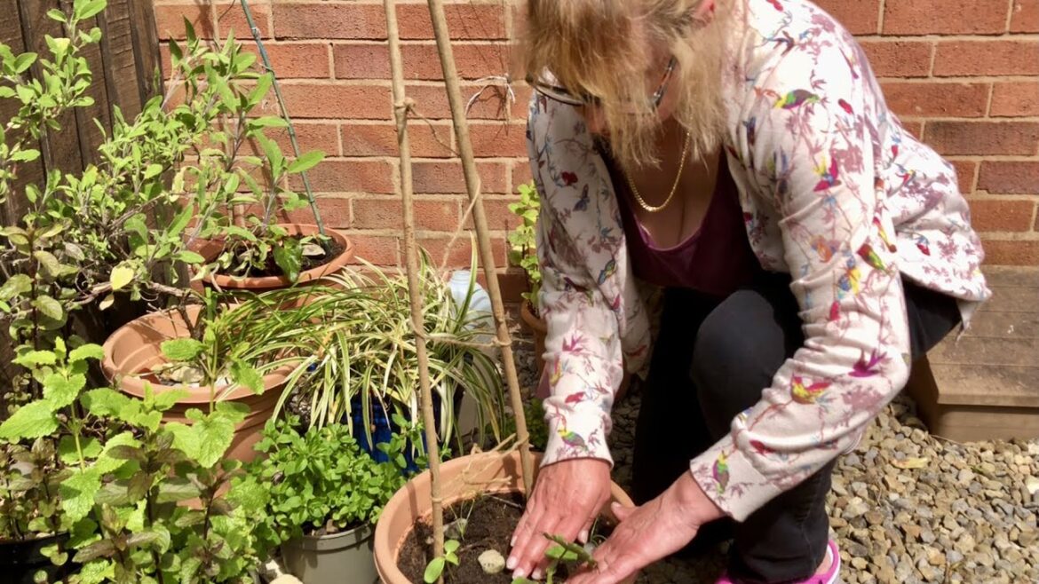 FLOWER AND VEGETABLE CONTAINER GARDENING | FRUGAL LIVING