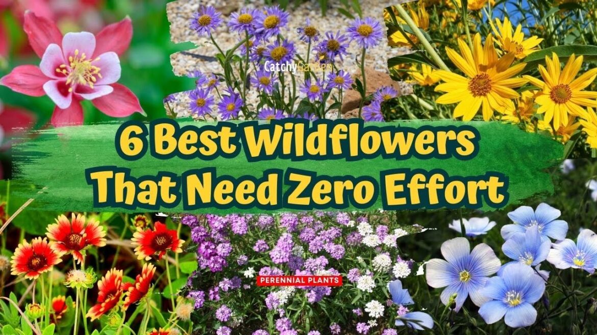Wildflower Wonders: 6 Best Wildflowers That Need Zero Effort πΈπ·π // Gardening Ideas Wildflower Wonders: 6 Best Wildflowers That Need Zero Effort πΈπ·π // Gardening Ideas