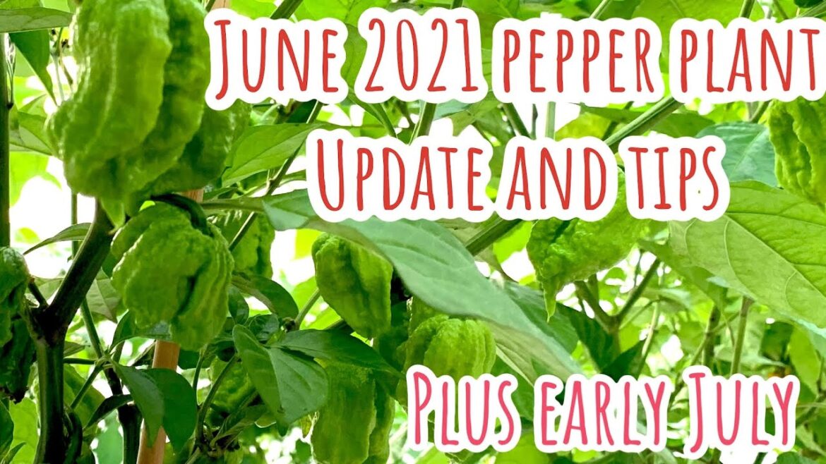Garden update June Pepper plant progress plus gardening tips (surprise at end)